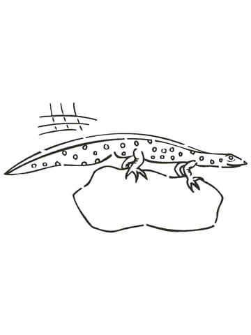 Newt Amphibian Coloring Page